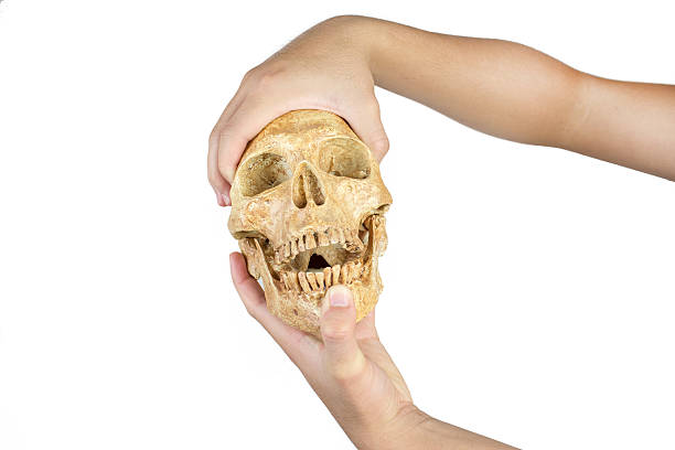 istock hand holding skull isolated on white background 484775950