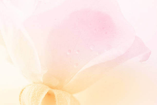 istock light color petal rose in soft and blur style 484776108