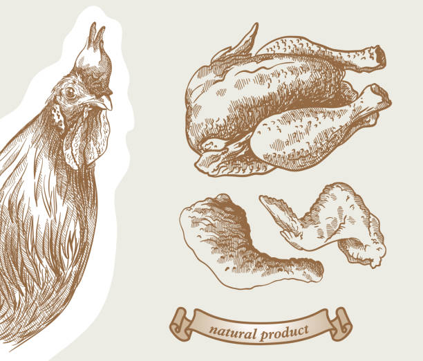 Poultry Breeding Stock Illustration - Download Image Now - Chicken - Bird,  Chicken Meat, Dead Animal - iStock