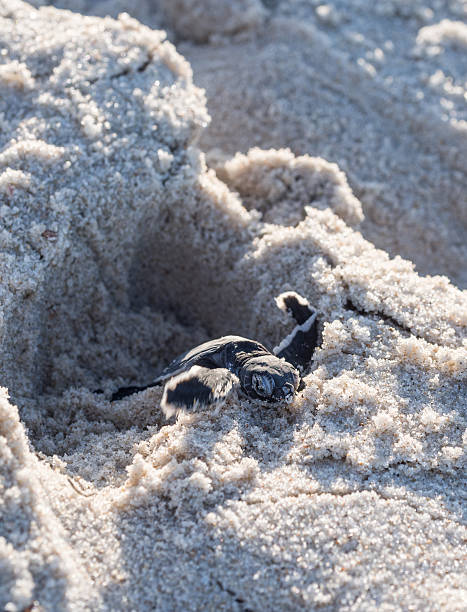 zielony turtle - eco turism zdjęcia i obrazy z banku zdjęć