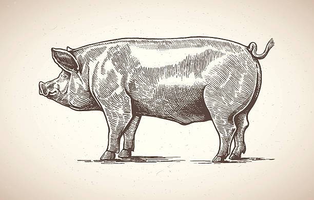 świnia w graficzny. - engraving stock illustrations