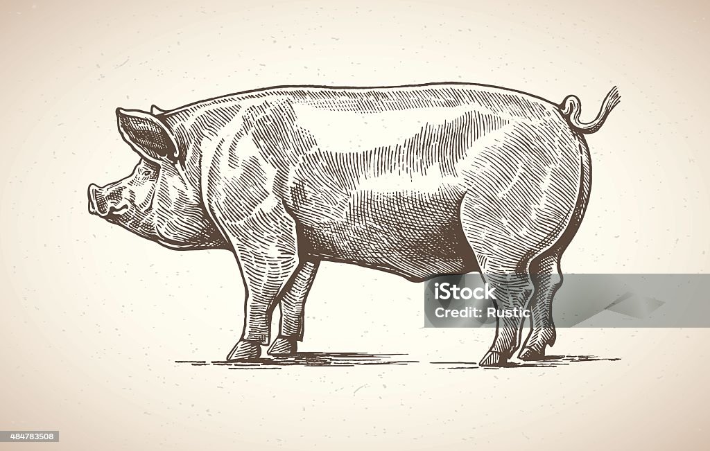 Pig in graphic image. Vector illustration of pig in graphic style. Drawing by hand. Pig stock vector