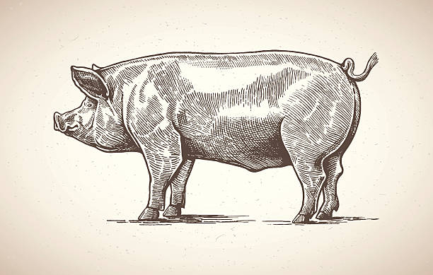 Pig in graphic image. Vector illustration of pig in graphic style. Drawing by hand. bacon illustrations stock illustrations