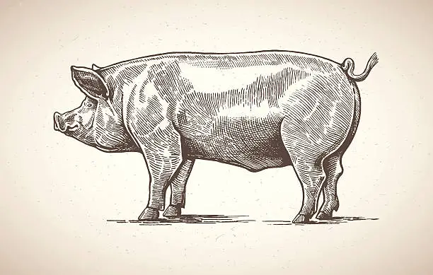 Vector illustration of Pig in graphic image.