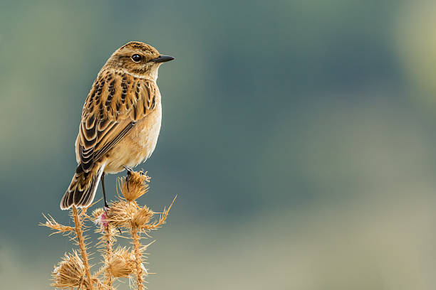 saxicola rubetra - whinchat - fotografias e filmes do acervo