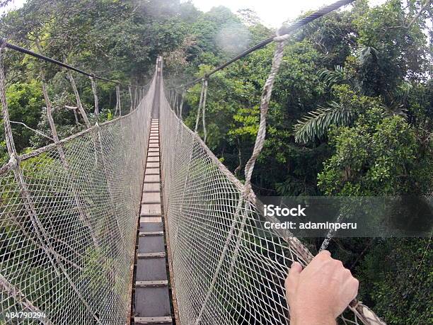 Canopy Bridge Walk Stock Photo - Download Image Now - High Up, Amazon Rainforest, Amazon Region