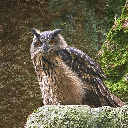 Eurasian eagle owl resting on a cliff in its habitat