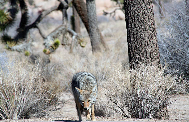 istock Coyote, Joshua Tree National Park 484794744
