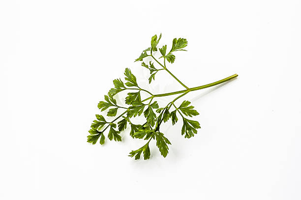 istock Twig of parsley isolated on a white background 484795626