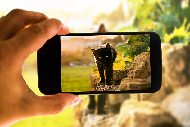istock Taking a picture of a cat 484795808