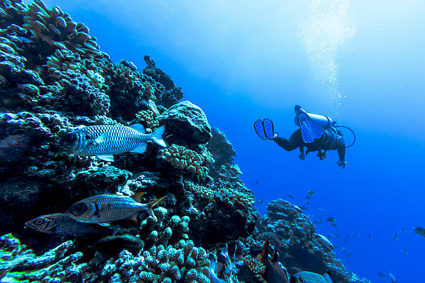 istock Reef in Tiputa Pass, Rangiroa, French Polynesia 484796184