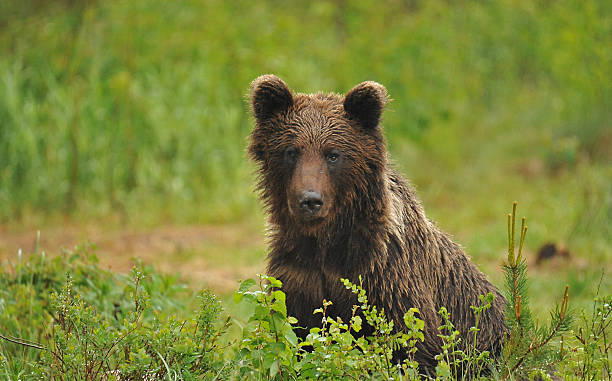 istock Young Brown Bear - North-Eastern Finland 484799282