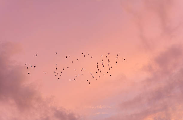 istock Flock of Birds at Sunset 484799858