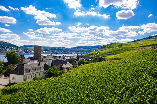 Green fresh vineyard near Ruedesheim in Rhineland-Palatinate, Germany.