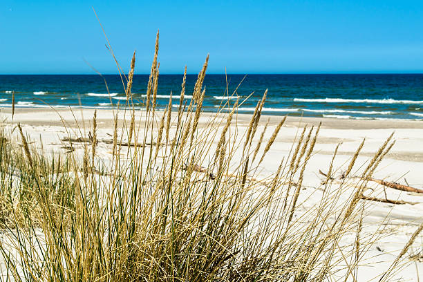 istock Landscape with beach sea view, dune and grass, Leba, Baltic 484800740