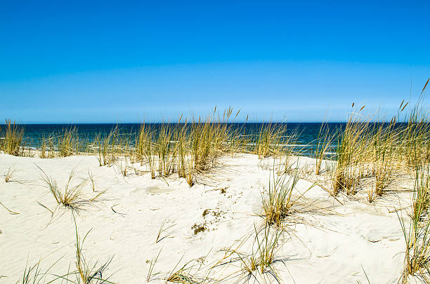 istock Landscape with beach sea view, dune and grass, Leba, Baltic 484800742