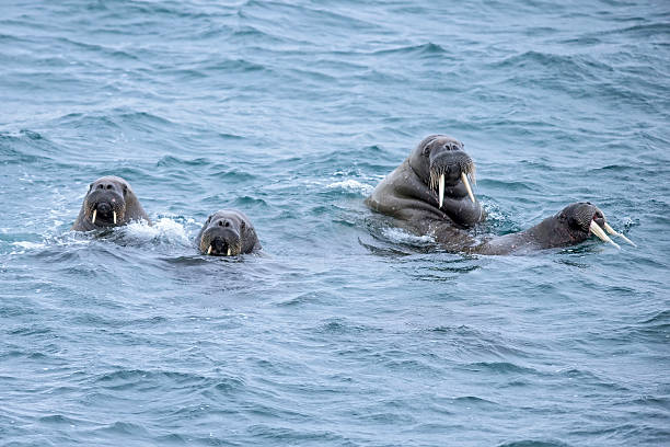 istock Four walruses in the Arctic's Barents Sea. 484800850
