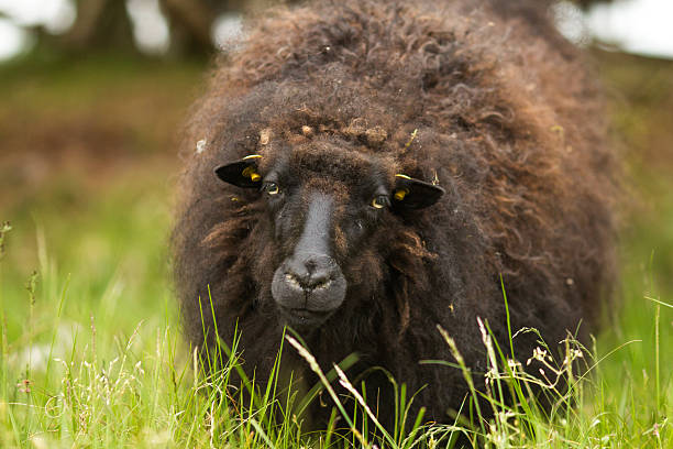 istock Black sheep looking in the green grass 484806822