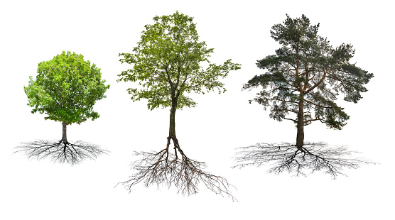 Conjunto de tres árboles de raíces Aislado en blanco photo