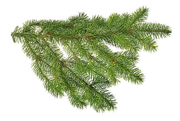 istock lush green isolated fir branch 484806986
