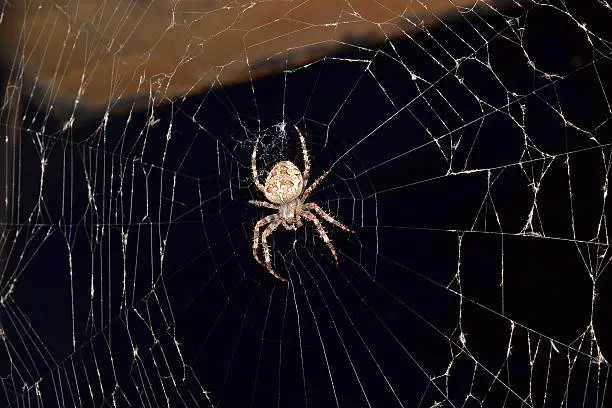 Spider hanging on the web, on the black background