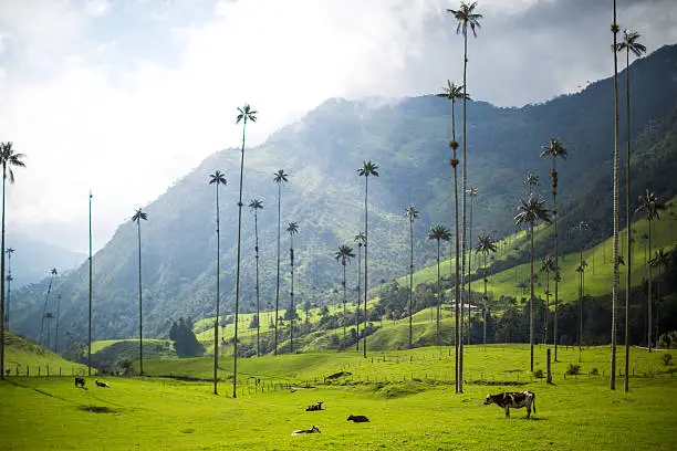 A cow stands in the the Valle de Cocora (Valley of the Wax Palm), near Salento, Colombia.  The valley is filled with palm trees that dot the hill.  This is a national park.