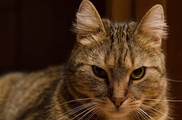 istock Close-up of a beautiful short-haired cat 484808266