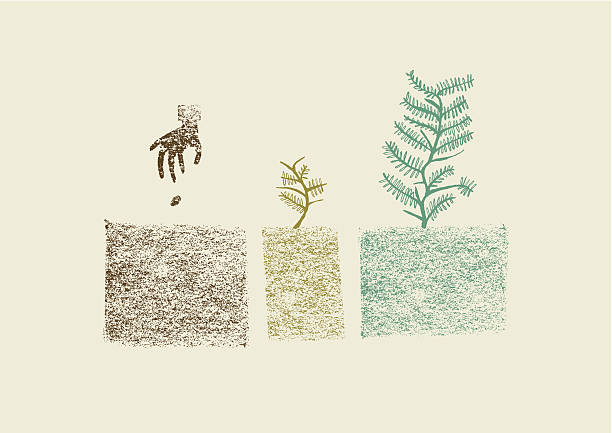ilustrații de stoc cu procesul de creștere a arborilor desenați manual în ilustrația vectorială în trei pași - sămânţă