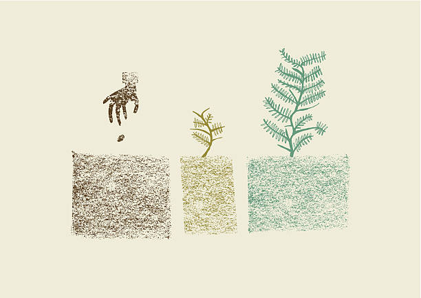Hand drawn tree growing process in three steps vector illustration Tree Growing Process in three steps. Color full hand drawn illustration. Eps vector file and hi-res jpg included. cultivated illustrations stock illustrations