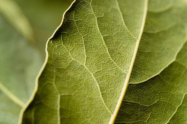 bay leaf makro.  grüner hintergrund. - laurel bay leaf leav stock-fotos und bilder