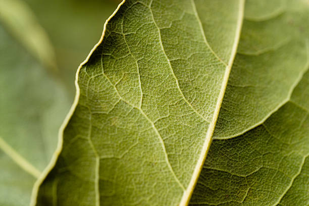 Bay leaf macro. Green background. Bay leaf macro. Green background. laurel maryland stock pictures, royalty-free photos & images