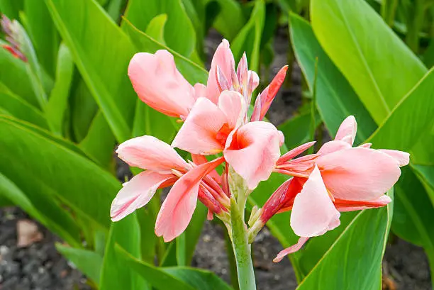 Cannas lilly on summer in Thailand.