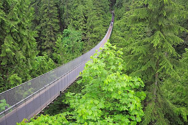 ponte suspensa capilano. - vancouver green forest ravine - fotografias e filmes do acervo