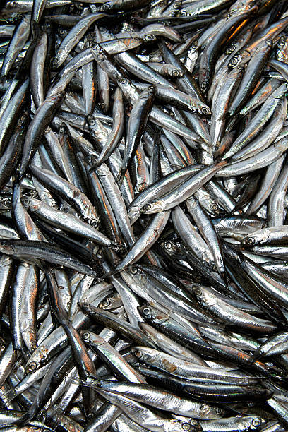 istock fresh small fish at the market 484811629