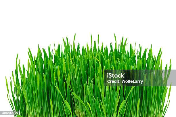 Green Grass Isolated On White Background Stock Photo - Download Image Now - Backgrounds, Cheerful, Flooring