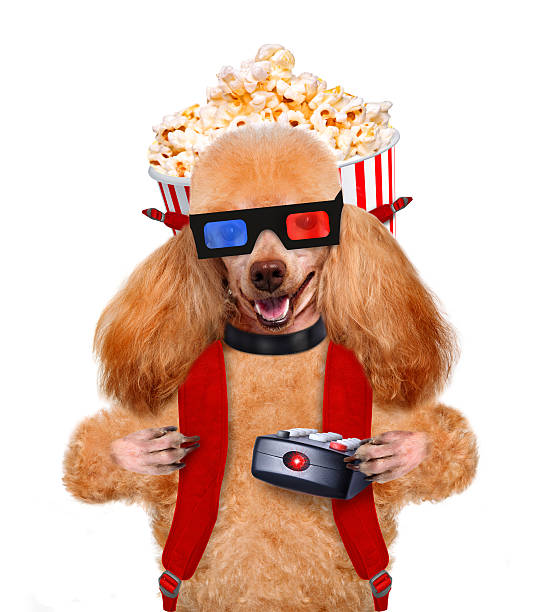 istock Dog watching a movie 484812341