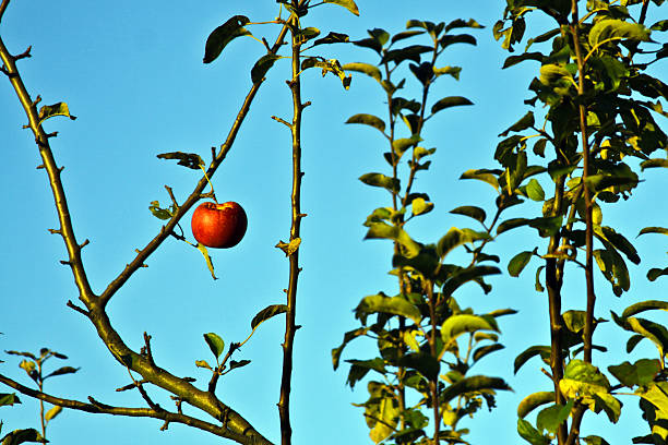 adams apfel - kaine - fotografias e filmes do acervo