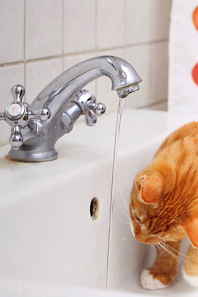 istock Animals at home red cat drinking water in bathroom 484813591
