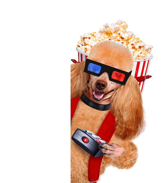 istock Dog watching a movie 484814189