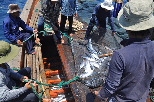 Nha Trang, Vietnam - May 4, 2012: Fishermen are collecting tuna fish caught by trawl nets in the sea of the Nha Trang bay