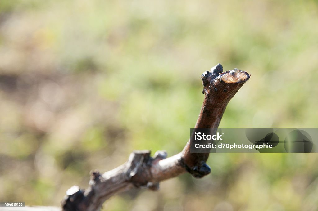The vine cepe The budding of the vine Bud Stock Photo
