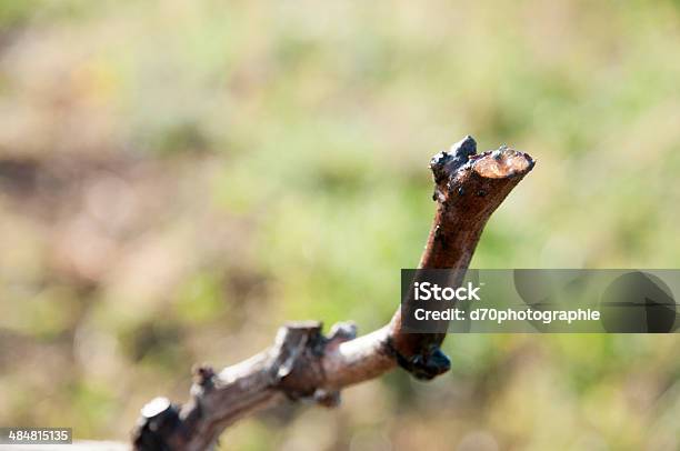 The Vine Cepe Stock Photo - Download Image Now - Bud, Grape, Horizontal