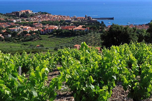 Vineyards of Collioure - France Vineyards of Collioure in the foreground, and the village with its bell tower in the center of the image. collioure stock pictures, royalty-free photos & images