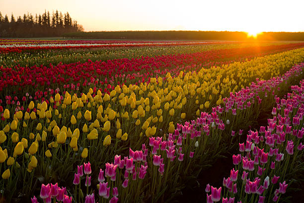 istock Sunrise over tulip field 484815847