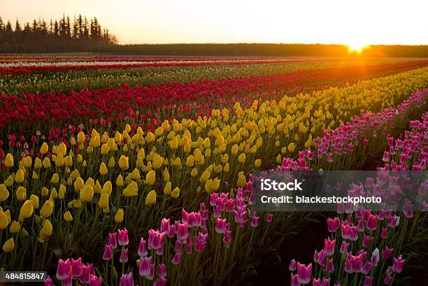 Nascer Do Sol Sobre O Campo De Tulipa - Fotografias de stock e mais imagens de Oregon - Estado dos EUA - Oregon - Estado dos EUA, Tulipa, Vale do Willamette