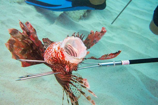 pesca in apnea pterois - scuba diving flash foto e immagini stock