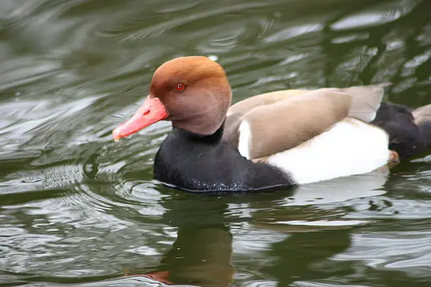 A male Red-crested Pochard (Netta rufina) in water