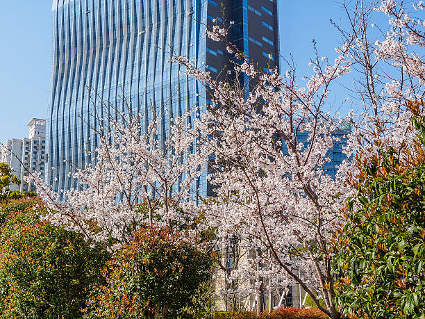 istock Spring flowers series, Beautiful Cherry blossom , white sakura 484817549