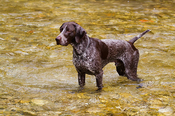 German short haired Pointing dog hunting in the river stock photo