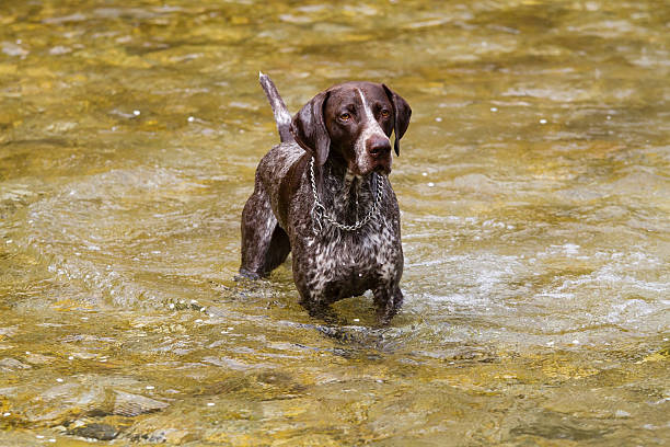 German short haired Pointing dog hunting in the river stock photo